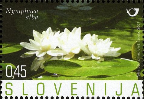 White water-lily (Nymphaea alba L.)