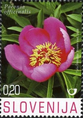 Common Peony (Paeonia officinalis)