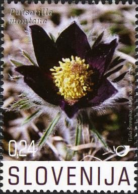 Mountain Pasque Flower (Pulsatilla montana (Hoppe) Rchb.)
