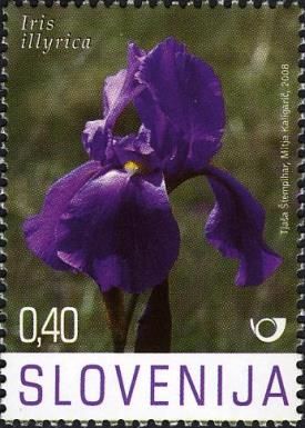Illyrian Iris (Iris illyrica)