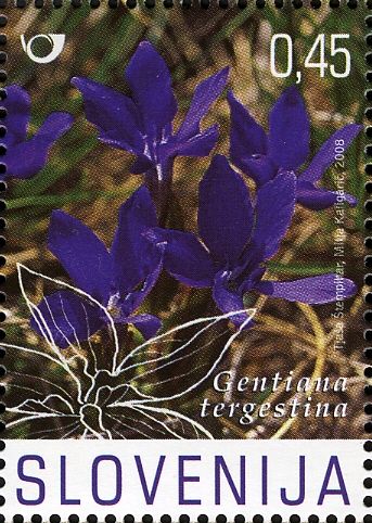 Gentiana verna subsp. tergestina (Beck)
