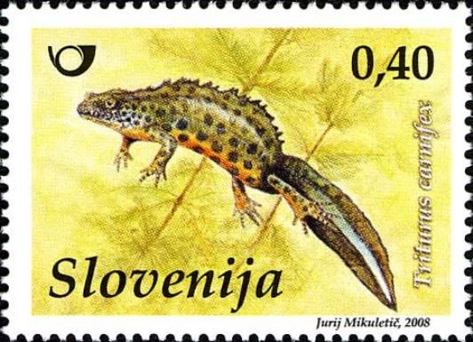 Italian Crested Newt (Triturus carnifex)