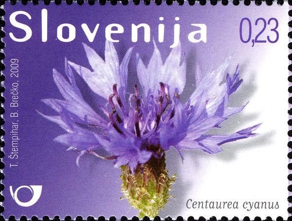 Cornflower (Centaurea cyanus)