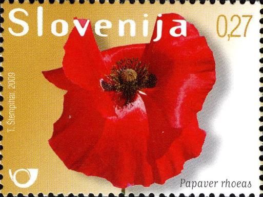 Field Poppy (Papaver rhoeas)