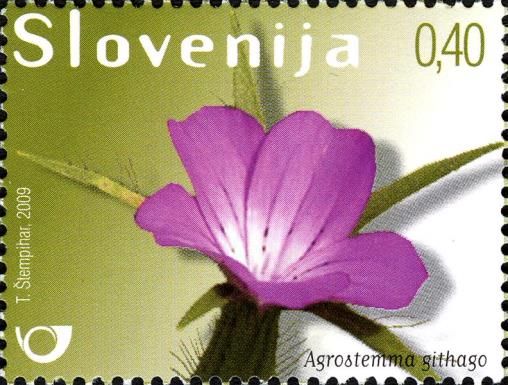 Corncockle (Agrostemma githago)