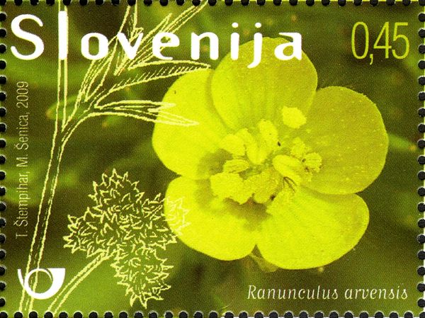 Corn Buttercup (Ranunculus arvensis)