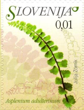Adulterated Spleenwort (Asplenium adulterinum)