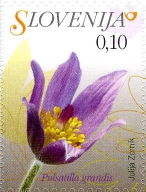 Greater Pasque Flower (Pulsatilla grandis)