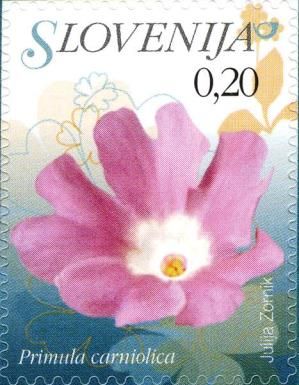 Carniolan Primrose (Primula carniolica)