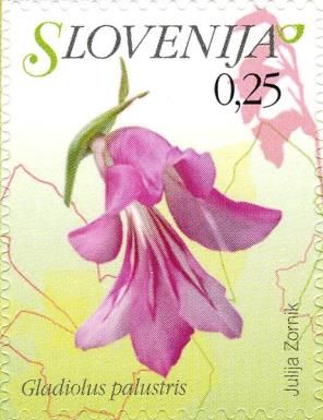 Marsh Gladiolus (Gladiolus palustris)