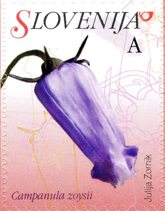 Crimped Bellflower (Campanula zoysii)