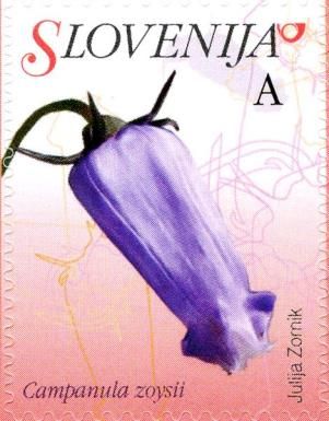 Crimped Bellflower (Campanula zoysii)