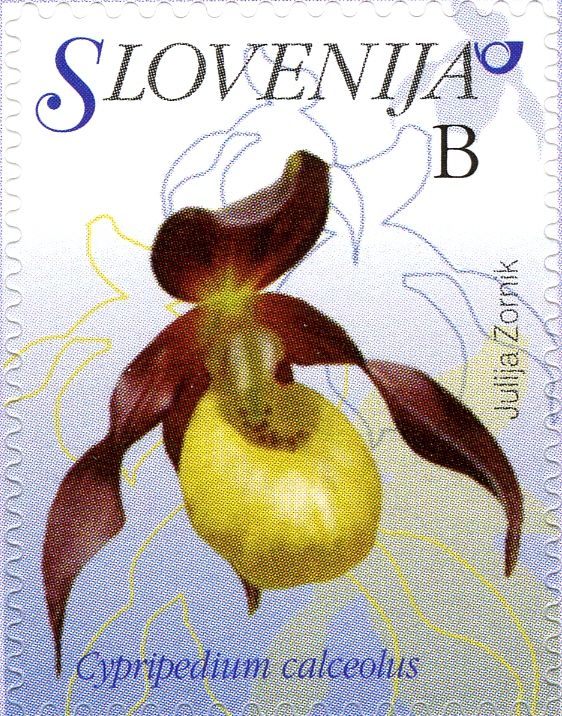 Lady's Slipper (Cypripedium calceolus)