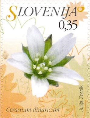 Dineric Chickweed (Cerastium dinaricum)