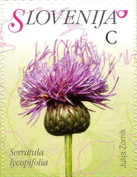 Serratula lycopifolia