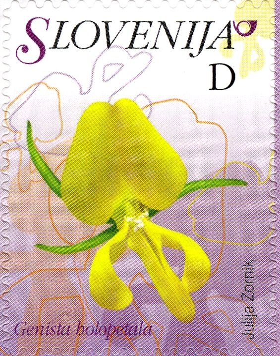Entire-Petalled Gorse (Genista holopetala)