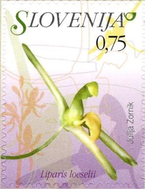 Fen Orchid (Liparis loeselii)