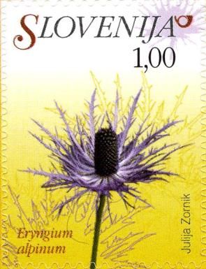 Alpine Thistle (Eryngium alpinum)