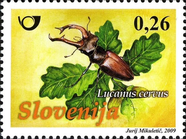 European stag beetle (Lucanus cervus)