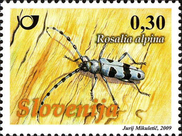 Rosalie of the Alps (Rosalia alpina Linnaeus)