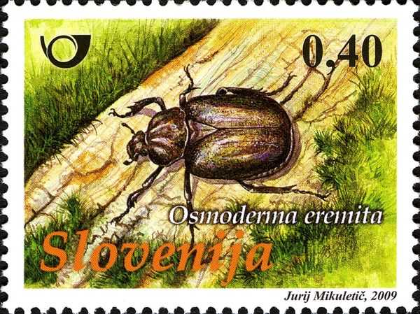 Hermit beetle (Osmoderma eremita)
