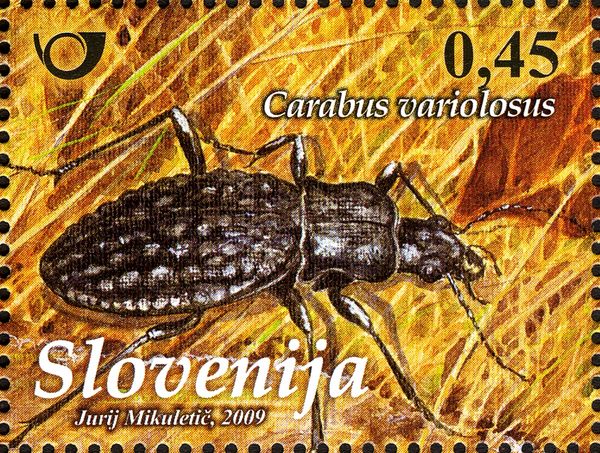 Ground beetle (Carabus variolosus)
