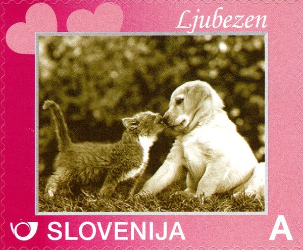 Cat & Dog