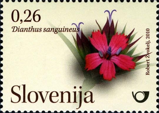 Wild carnations (Dianthus sanguineus)