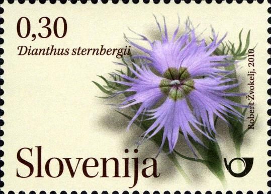 Wild carnations (Dianthus sternbergii)
