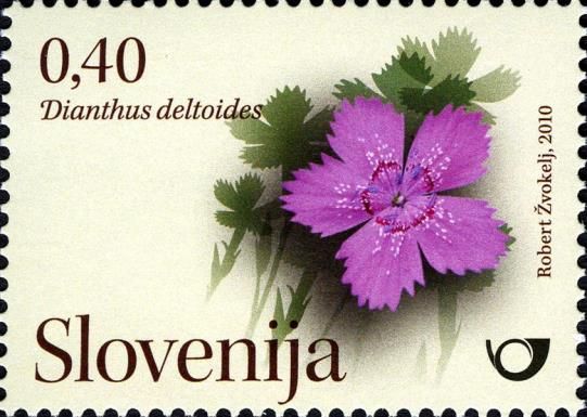 Wild carnations (Dianthus deltoides)