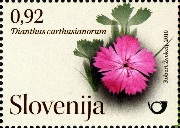 Wild carnations (Dianthus carthusianorum)