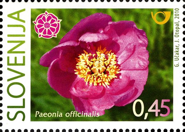 Slovene Peony - (Paeonia officinalis)
