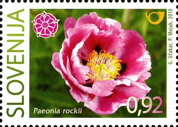 Slovene Peony - (Paeonia rockii)