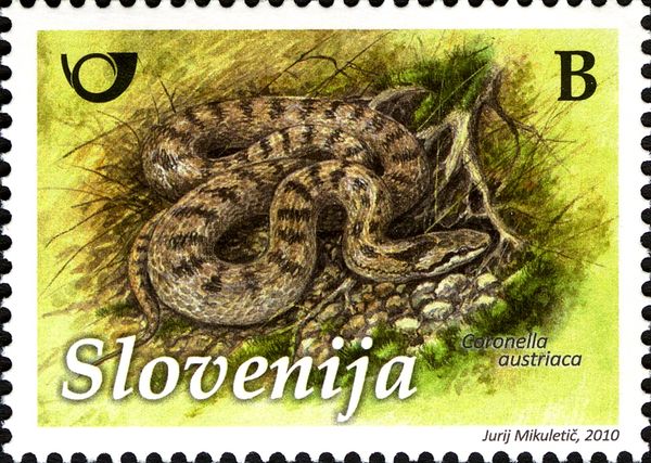 Culebra Lisa Europea (Coronella austriaca)
