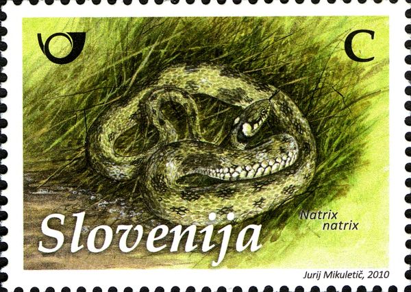 European Grass Snake (Natrix natrix)