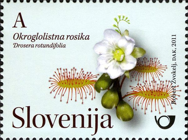 Drosera rotundifolia