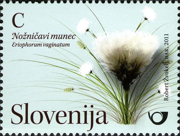 Eriophorum vaginatum