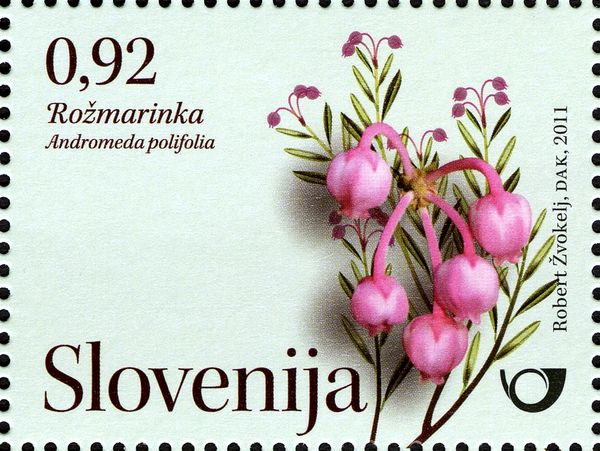 Andromeda polifolia