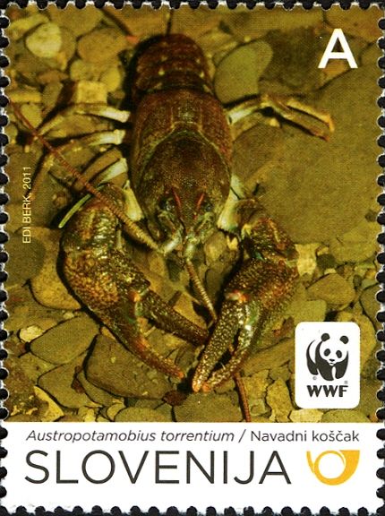 Stone Crayfish (Austropotamobius torrentium)