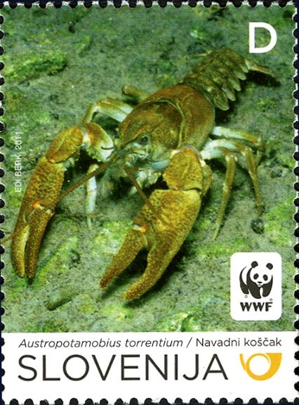 Stone Crayfish (Austropotamobius torrentium)