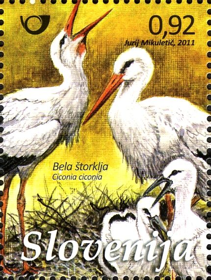 White Stork (Ciconia ciconia)