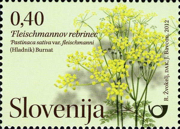 Fleischmann’s Parsnip (Pastinaca sativa var. fleischmanni)