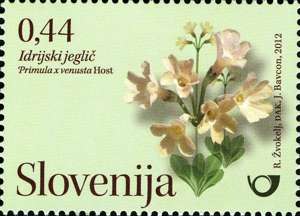 Idrija Primrose (Primula x venusta Host)
