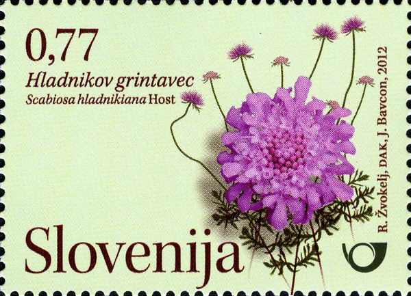 Hladnik's scabiosa (Scabiosa hladnikiana Host)