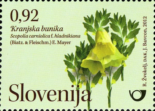 Hladnik's scopolia (Scopolia carniolica f. hladnikiana)