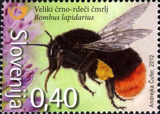 Red-tailed Bumblebee (Bombus lapidarius)