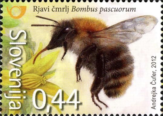 Common Carder-bee (Bombus pascuorum)