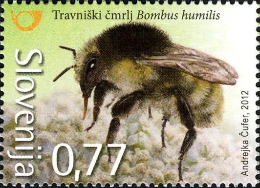 Brown-banded Carder-bee (Bombus humilis)
