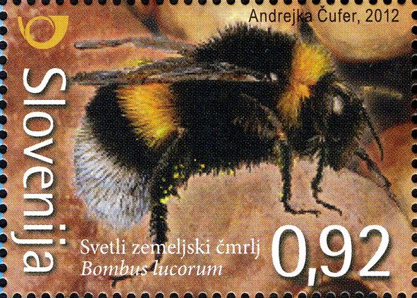 White-tailed Bumblebee (Bombus lucorum)