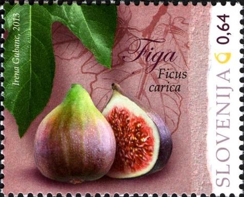 Ficus carica
